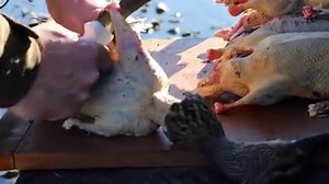 6.1K views · 32 reactions | There's ten days of the mallard season left in the South Island, so how about taking someone new to hunting out for shoot? Once you get some birds you can watch this video of Fish & Game Officer Hamish Stevens showing his technique of how to pluck a duck. | Fish & Game New Zealand | Facebook