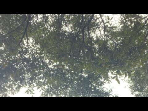 GMS PORT CITY Mobile Al Live Camp 12-07-2025