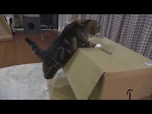 乗りたいねこ。-Maru wants to get on the box.-