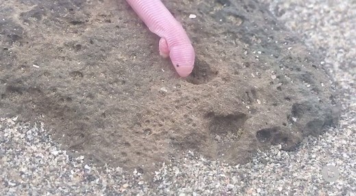 Bipes is back! More on the mysterious, bright-pink Mexican mole lizard (Bipes biporus) that wriggled its way into our hearts. From bioGraphic: calacade.my/2tSOdvg. | California Academy of Sciences