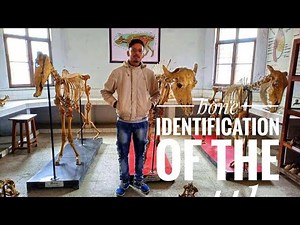 Bones identification of cattle and buffalo | vet ayush | veterinary science