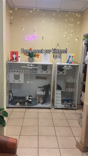  KITTENS & CATS LOOKING FOR FOREVER HOMES!  Come meet our adorable...