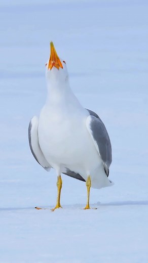 Just in case you haven't heard the laughter of seagulls.#bird #seagull