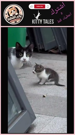 Angry Cats Compilation 😾The Funniest Grumpy Cats Ever #shorts #catfunny #حيوانات_أليفة #catvideos