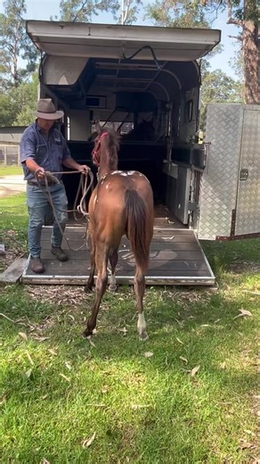 59K views · 2.4K reactions | Nice day to take next three weanlings on their first float trip( or trailer ride ) Of course Maverick decided to hold up the trip ( Ironhorse True Identity) pending. | Iron Horse Appaloosa Stud | Facebook