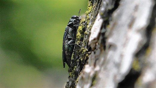 Invasive yellow-legged hornet spotted in Georgia