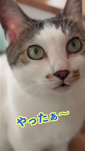 愛猫に「遊ぼうね」と言うと「やったぁ」と喜ぶのが可愛いすぎました