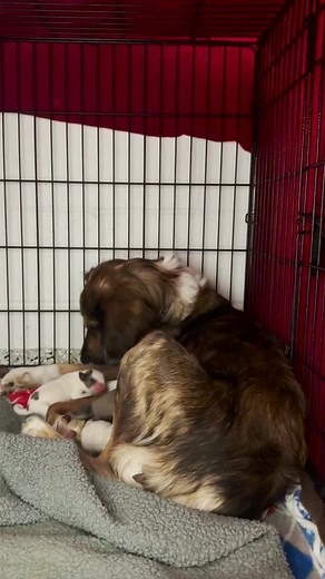 Fostering is a crucial program at KC Pet Project. We rely on our community to open their loving home to tiny families just like this. #animalshelter #dogfoster #dogfosterlife #shelterpuppies