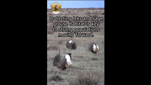 Spring is a time for dancing! Check out these sage grouse performing their annual dance recital in western South Dakota. | South Dakota Game, Fish and Parks