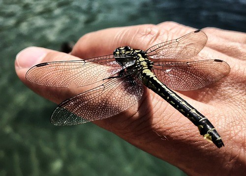 Creating a Dragonfly Pond