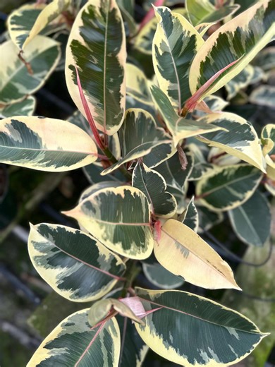 Variegated Rubber Plant Ficus Tineke (8” Pot) - Etsy