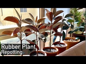 Rubber Plant : Repotting of Ficus Elastica