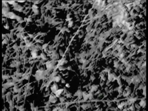 The Blair Witch Project Trailer 2 HD