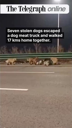 Stolen #Dogs Escape Meat Truck, Walk 17 Kms Home Together in #China