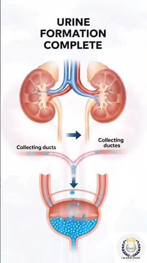 The Excretory System: How We Get Rid of Excess Waste