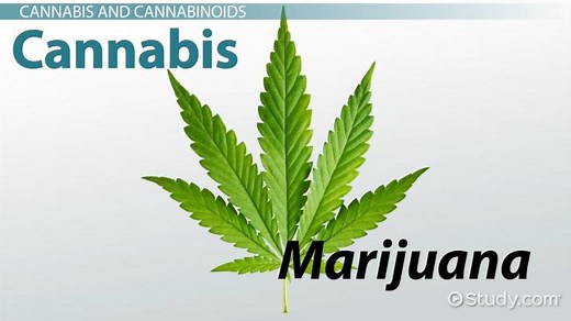 Cannabis: History & Types of Cannabinoids