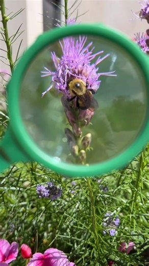 6.6K views · 48 reactions | Pollination is vital for a strong...