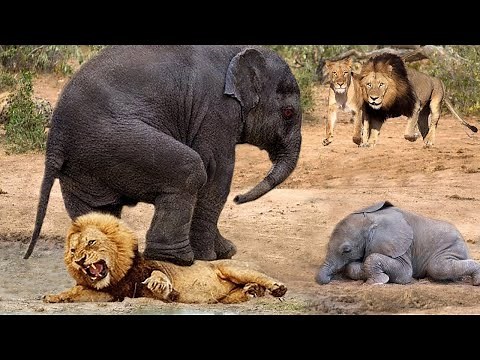 Lion's Leg Was Bitten Off By Baby Elephant During Attack Mother Elephant - Lion Vs Elephant
