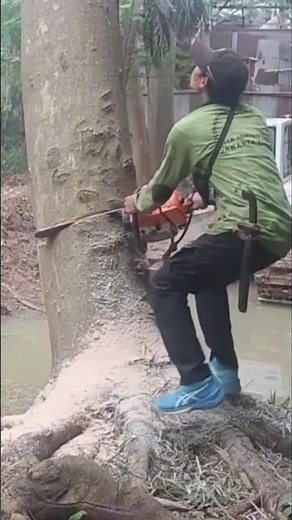 Lumberjack skills Woodworking projects large tree feeling Techniques #shortvideo #chainsaw