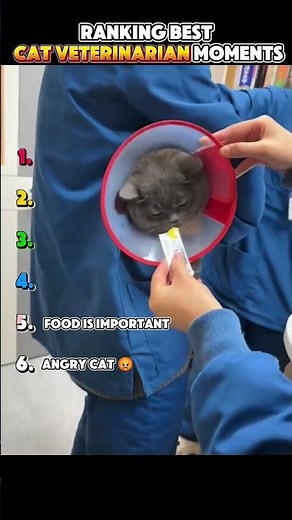 Ranking The Best Cat Veterinarian Moments