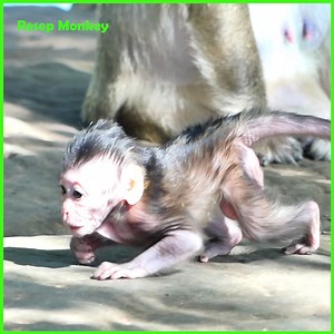 6.4K views · 81 reactions | Take me back to my mom!! .Pitiful this poor baby monkey cry so loud!! | RESEP Monkey | Facebook