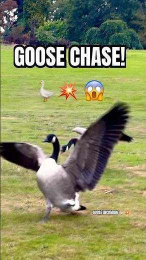 GOOSE CHASE! (Original Sound) 🪿💥