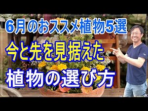 [ガーデニング] 6月のおススメ植物 5選「キャリア29年のプロガーデナーが6月に植える植物たち」