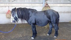 Stallion suffering with maggot-infested injury put down after owner failed to get treatment
