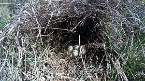 Mallard Eggs Nest Nesting Spring Clutch Stock Footage Video (100% Royalty-free) 1009599911 | Shutterstock