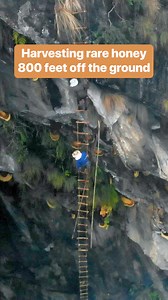Honey hunters hang on ladders 80 stories above the ground to harvest this hallucinogenic honey. #Nepal #MadHoney #HoneyHunting | Business Insider