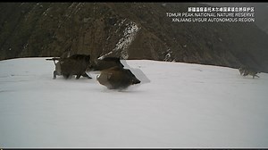 In NW China's Xinjiang Uygur Autonomous Region, wild boars chased wolves on Tomur Peak. An adult wild boar can weigh up to 200 kg, eight times the weight of a wolf. Though wolves have strong bites and teamwork, they had to retreat in this case. #ChinaBiodiversity #PlanetMatters | CGTN Global Watch