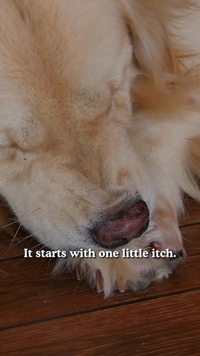 10K views · 33 reactions | TropiClean HomeVet gives you the power to comfort your dog right at home with gentle, vet approved care. •  Fast relief for itchy skin, irritated ears, and watery eyes • 喙 Vet strength formulas that stay gentle on sensitive pets •  Easy at home care that keeps your dog feeling their best between vet visits Check the link in the comments to learn how each product can help your best friend feel better today. | iHeartDogs | Facebook