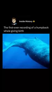 1.2M views · 114K reactions | For the first time ever, scientists...