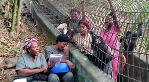 32K views · 4.7K reactions | Happy Friday! Here are the surrogate moms singing a song written especially for Lola ya Bonobo. #Bonobos #Conservation #GreatApes | Friends of Bonobos | Facebook