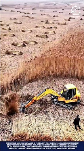 Excavator Reed Harvesting Machine Innovation for commercial thatching and ecosystem management