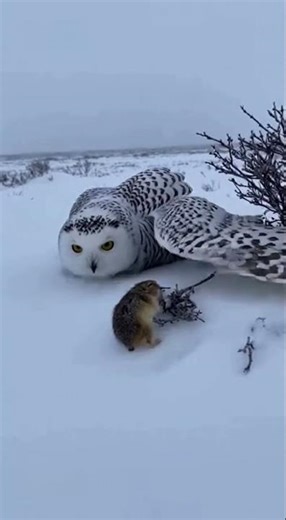 Tiny Hero Saves Mighty Owl #AnimalRescue #Wildlife #Nature #Shorts #Friendship