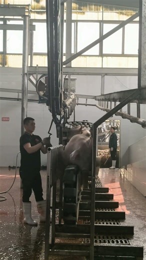 Pig Farmer Safely Loading Pigs into a Truck | Educational Purpose Only