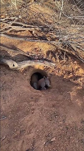 Armadillo breeding season #bestvideo #animals #naturallandscape #nature #sitiovidanaroça