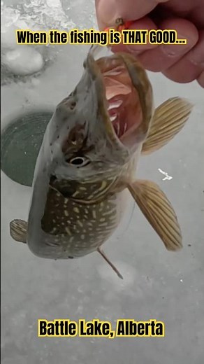 Ice Fishing for Pike on Battle Lake, AB - Non-Stop Action All Day!