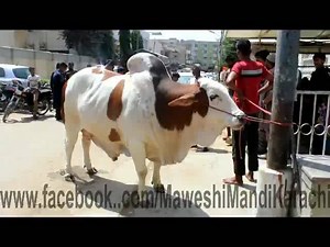 244 reactions · 61 shares | Agaai Mara shahzaday Kee Video (part 1) . . ye Hotay Heen Qasaai MashaALLAH ALLAH pak Qurbani Qabool Karay Ameen ( Block N North Nazmabad Street 2 ) | Maweshi mandi karachi MMK | Facebook