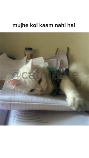 My daily routine ❌ #cat #catmemes #asthetic #catmeme #memes #tweetreels #sadquotes #viralvideos