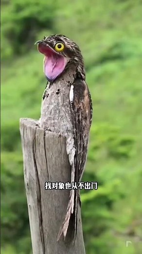 林鴟鳥，連自己都能騙住 #動物科普#漲知識