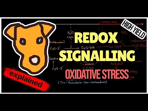 Mechanism of Redox signaling. Redox imbalance. Oxidative stress.