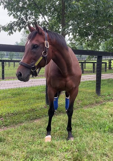 2005 GI Preakness Stakes & GI Belmont Stakes winner AFLEET ALEX (Northern Afleet) at Gainesway Farm this morning! 😍 Pensioned from stud duty last year, the 21-year-old is enjoying the retired life at the farm. | Thoroughbred Daily News