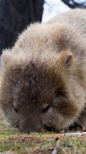 The wombat: Close-up footage of Australia's cute marsupial