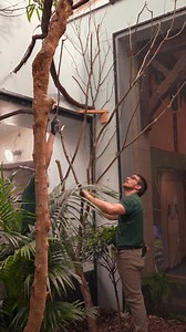 11K views · 388 reactions | Happy #FeedTheBirdsDay! We're celebrating with exclusive behind-the-scenes glimpses from the Aviary! ❄️✨ Even while buildings are closed, Bird Keeper Ryan is busy enhancing our feathered friends' exhibits with a perch glow-up. The Aviary will be open again for guests to enjoy on weekends, beginning Feb. 9. Plan your visit at https://www.toledozoo.org/ | The Toledo Zoo | Facebook