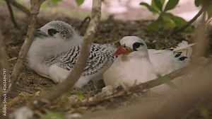 Extreme close-up still shot of a young red-billed tropicbird resting closer to its mother at a nesting ground, Lady Elliot Island, Great Barrier Reef.