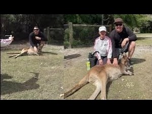 ❤️ Caversham Wildlife Park Perth Western Australia Left (Singapore) Not Pattaya Japan, Tokyo