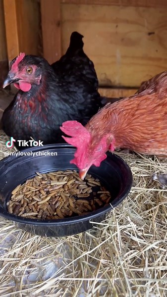 Backyard Chickens: Cookie's Nesting and Snack Time