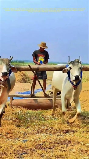 Harnessing Tradition: How Oxen-Powered Threshing Shapes Farming